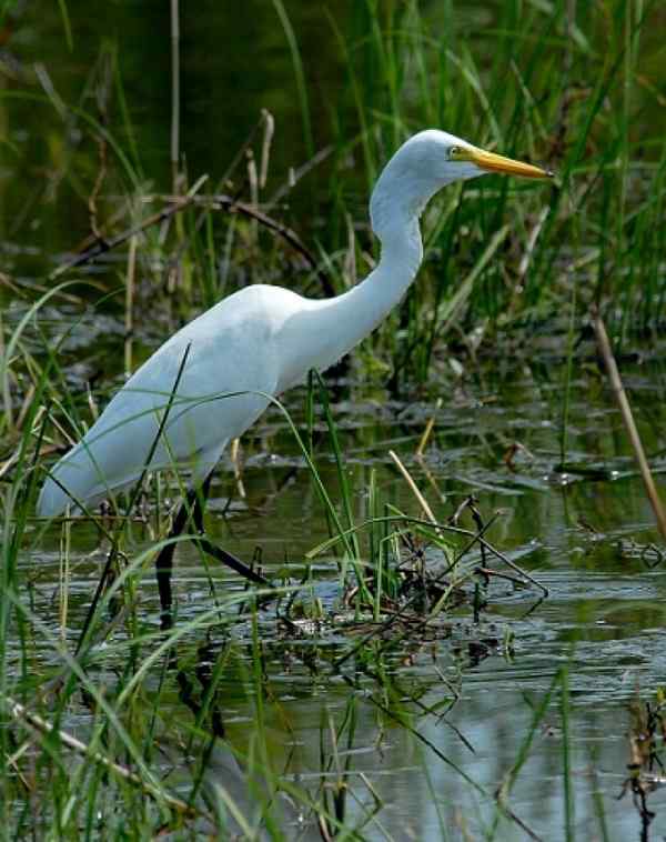 小心翼翼（黄嘴白鹭）