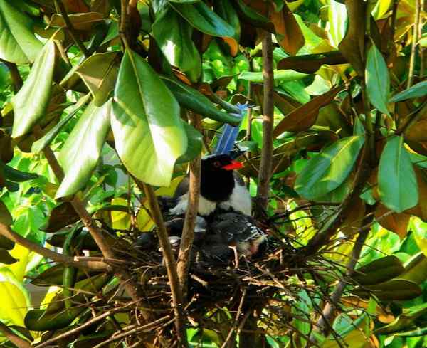 红嘴蓝鹊八口之家