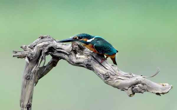 侦察兵 普通翠鸟