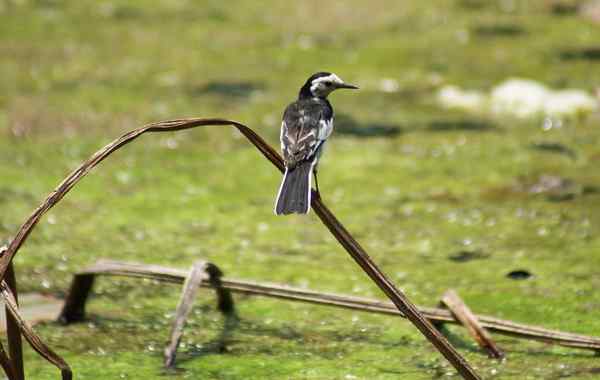 贵阳市花溪公园燕子