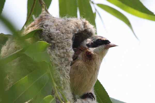 中华攀雀黄河口求偶