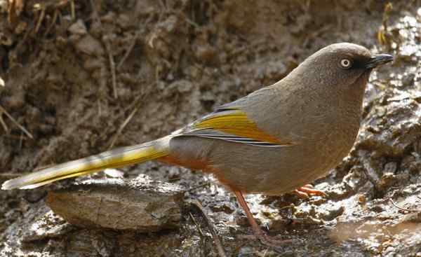 橙翅噪鹛 俗称金画眉