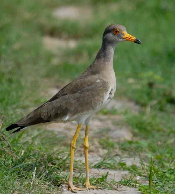 警觉的灰头麦鸡