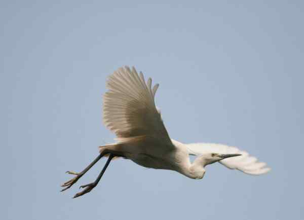 白鹭从树上腾空而起