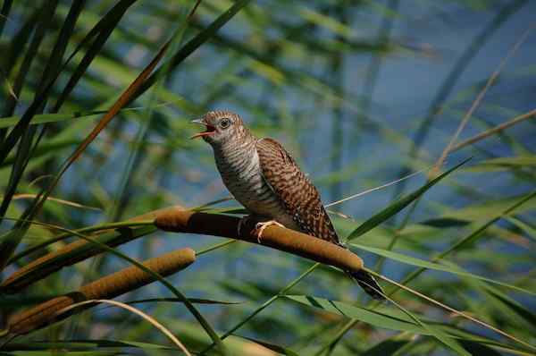 杜鹃等待芦苇莺给它喂食