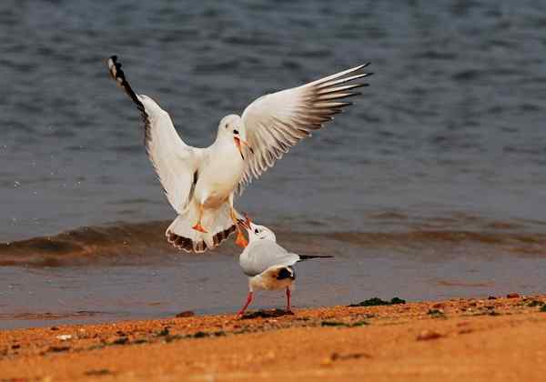 爱的呼唤 普通海鸥