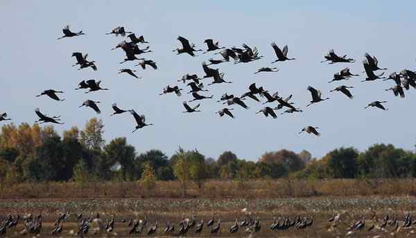 白头鹤《自由天地间》