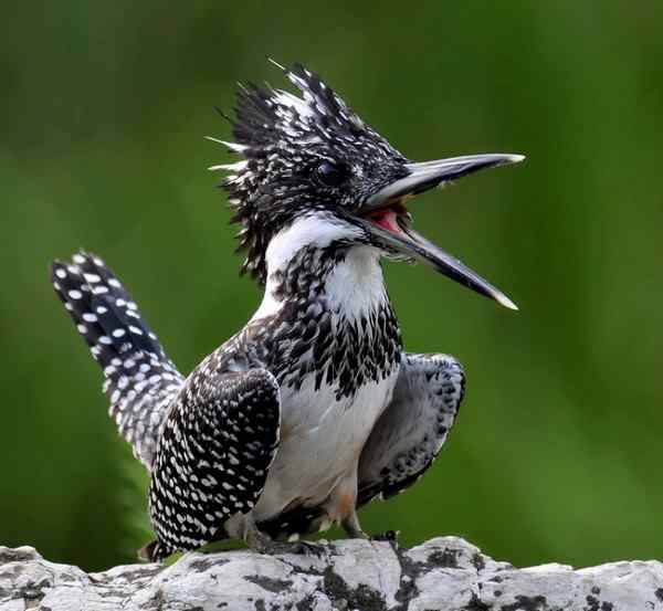 我的旅游照 冠鱼狗