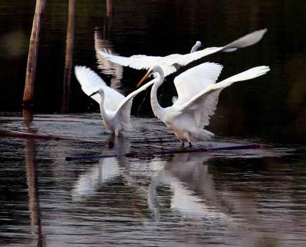 疏影横斜 三只白鹭