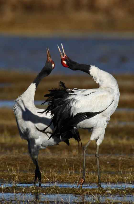 黑颈鹤精彩瞬间
