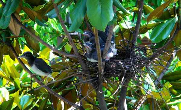 红嘴蓝鹊八口之家