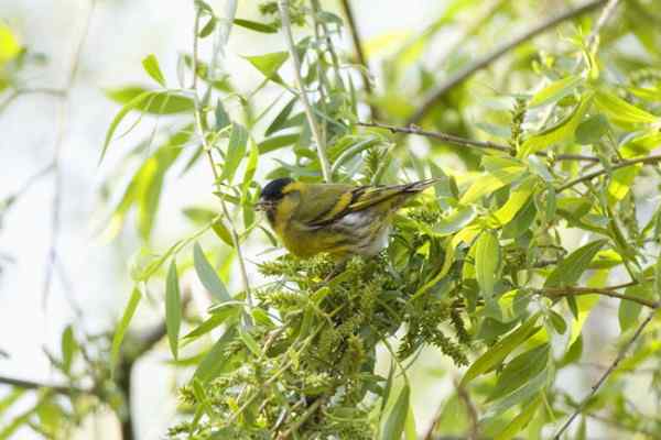 燕雀科 金翅属 黄雀