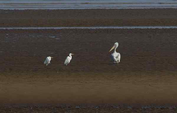 卷羽鹈鹕问候白鹭