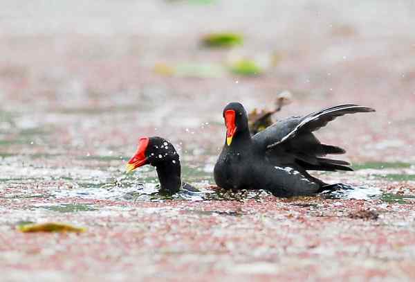 红冠水鸡（黑水鸡）踩水