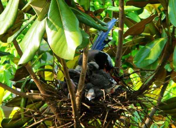 红嘴蓝鹊八口之家