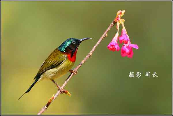 叉尾太阳鸟 福州