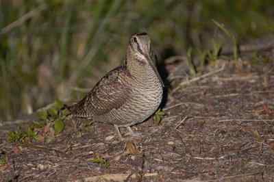 山鹬：被蚯蚓噎死？