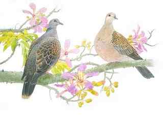 金背鸠——野鸟不再是台湾人盘中的美味 金背鸠——野鸟不再是台湾人盘中的美味