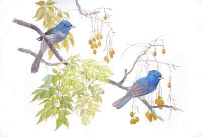 黑枕蓝鹟（黑枕王鹟）——蓝色精灵