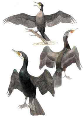 前往鸬鹚大本营拍摄