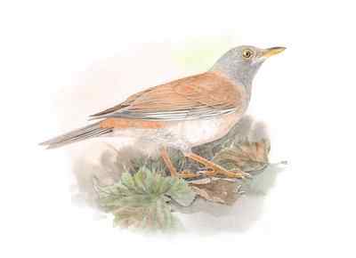 白腹鸫 害羞安静