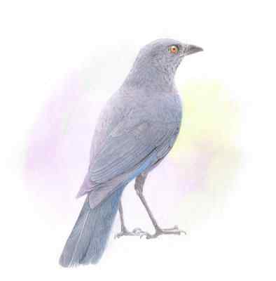 恶邻居——尖锐刺耳的紫啸鸫