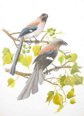 台湾的社区野鸟——树鹊