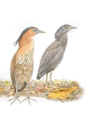 黑冠麻鹭（黑冠鳽）——个性潜沉而善于伪装