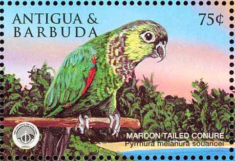 安提瓜和巴布达:海面下的野生动物