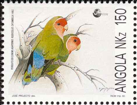 自然保护--小鹦鹉