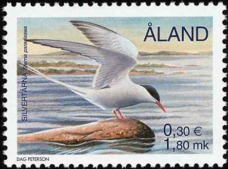 芬兰海洋鸟类