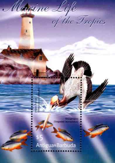 热带海洋动物褐鹈鹕