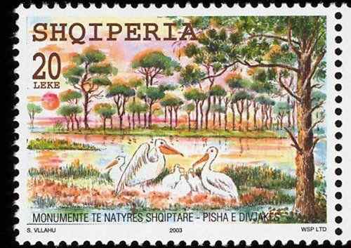 阿尔巴尼亚 白鹈鹕