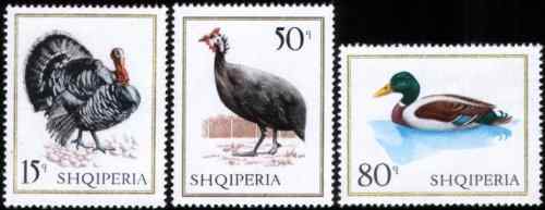 阿尔巴尼亚 家禽