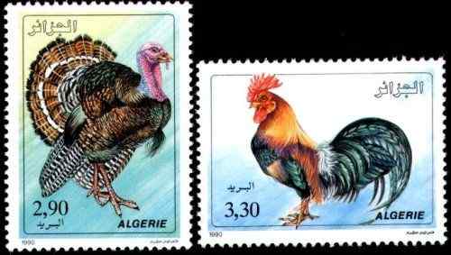 阿尔及利亚家养火鸡