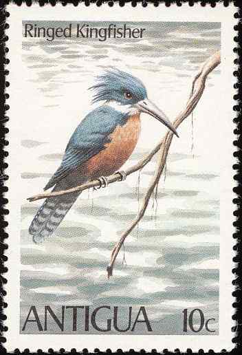 安提瓜部分海鸟