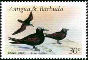 海上生物——海鸥等