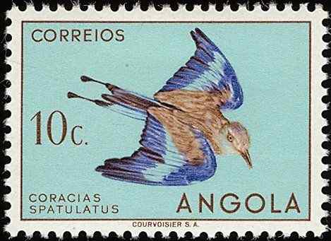 安哥拉扇尾佛法僧等鸟类