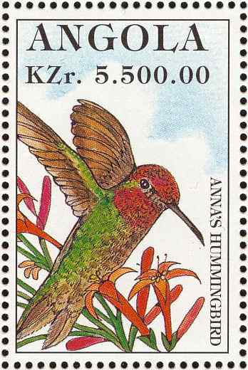 多种美丽的蜂鸟