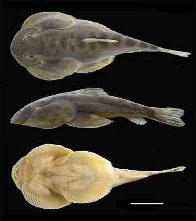 李仙江流域发现华吸鳅新种——李仙江华吸鳅和大口华吸鳅