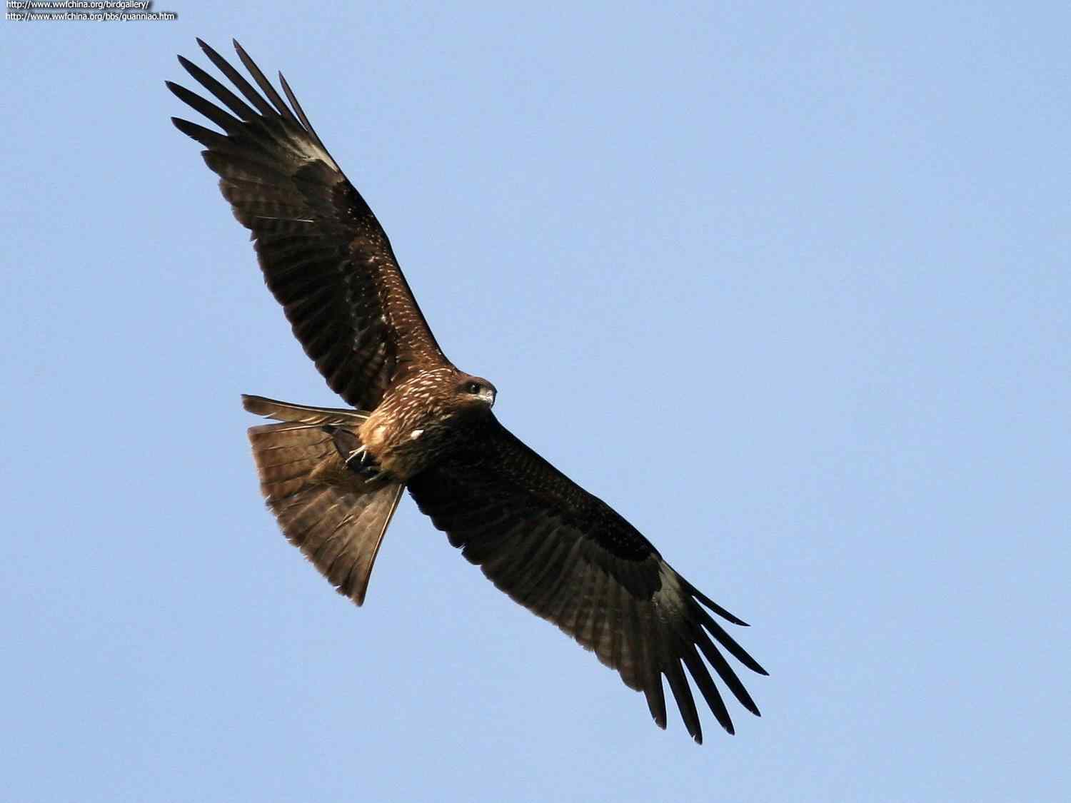 云南猛禽的识别——鵟，鵟鹰，鸢和鹗（二）