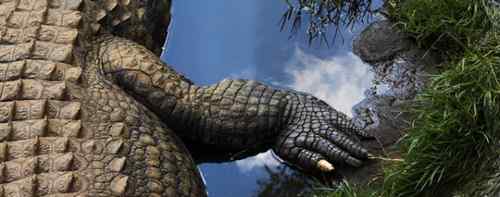 2009《国家地理》摄影大赛揭晓：加拿大萤火虫派对