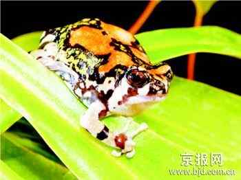 十大濒危两栖动物排行榜——娃娃鱼最长寿最奇特最濒危