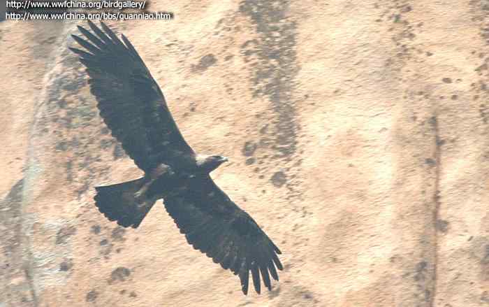 雕的识别 雕的识别