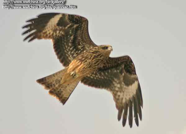 云南猛禽的识别——鵟，鵟鹰，鸢和鹗（二）