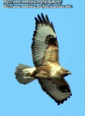 云南猛禽的识别——鵟，鵟鹰，鸢和鹗（一）