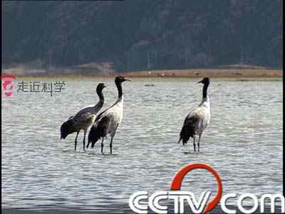 科学家在香格里拉纳帕海开展卫星跟踪黑颈鹤迁徙工作