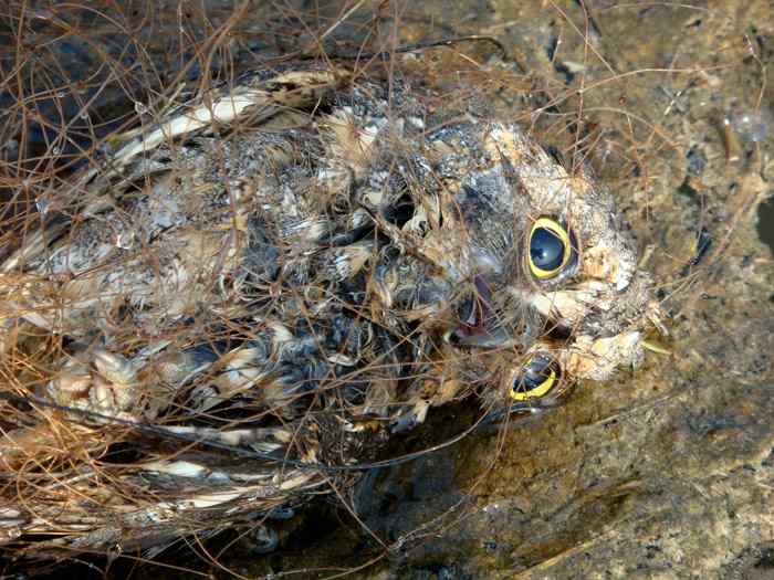 天津北大港水库湿地 爱鸟人士战斗日记之三