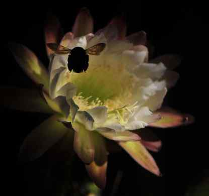 2009《国家地理》摄影大赛揭晓：加拿大萤火虫派对