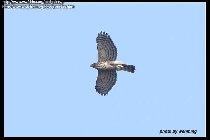 云南猛禽识别——鹰，鹞，黑翅鸢（一）